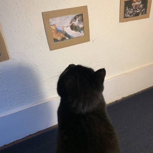 락다운 8주차 고양이한테 미술관을 만들어줌.jpg