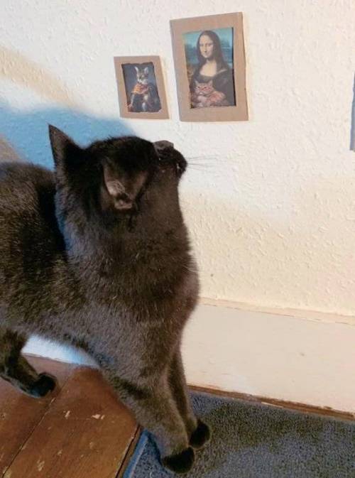 락다운 8주차 고양이한테 미술관을 만들어줌.jpg
