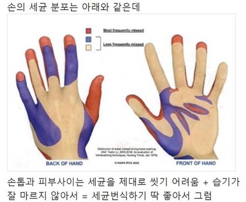 손의 세균분포.jpg