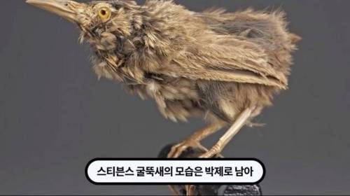 [스압] 한 마리 포식자로 인해 멸종당한 새