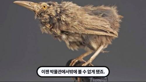 [스압] 한 마리 포식자로 인해 멸종당한 새