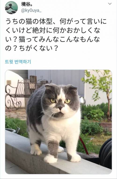 문득 자기집 고양이 체형에 대해 의문이 든 일본인