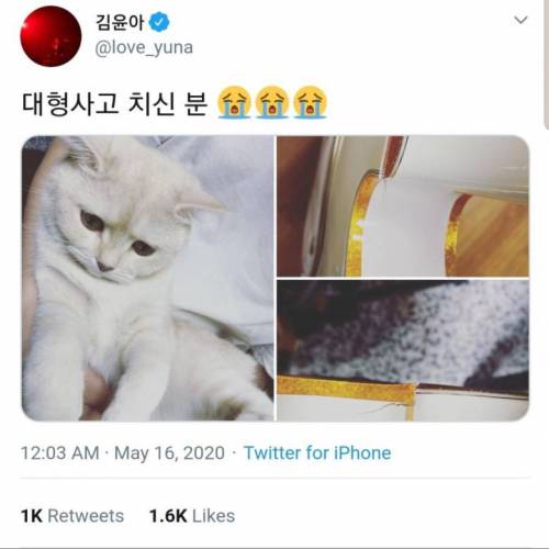 사고친 자우림 김윤아의 고양이.JPG