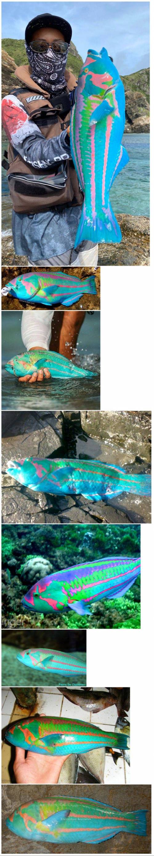 특이한 색의 물고기.jpg