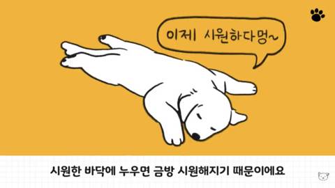 [스압] 강아지 수면 자세 이유.jpg