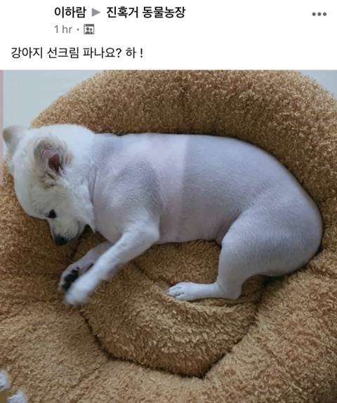 강아지 선크림 파나요?.jpg