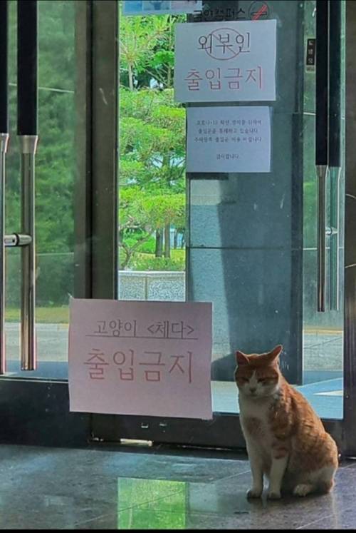 코로나로 출입 금지 당한 고양이.jpg