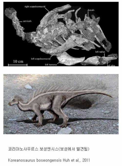 한국에서 화석이 발견된 공룡의 이름 .jpg