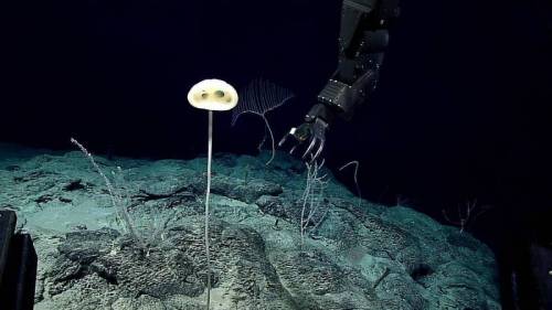 마리아나 해구에서 신종 생명체 발견.jpg