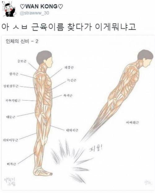 우리 몸의 근육.jpg