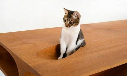 고양이용 테이블.jpg