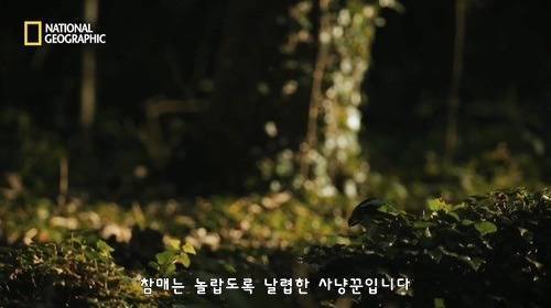 [스압] 신뢰의 한국 전통 매사냥