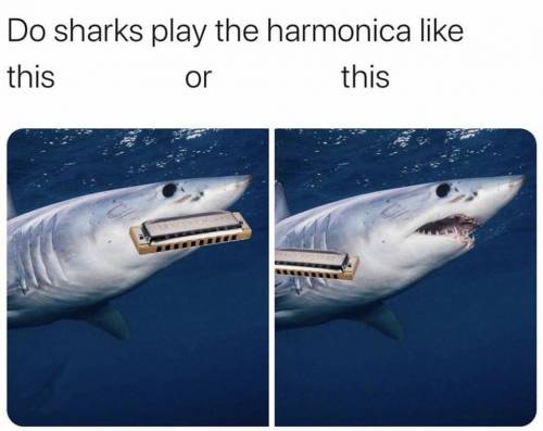 상어가 하모니카를 불면 전자다 or 후자다.jpg