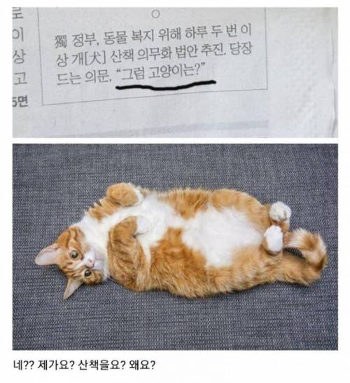 고양이 잘 모르는 신문기자.jpg