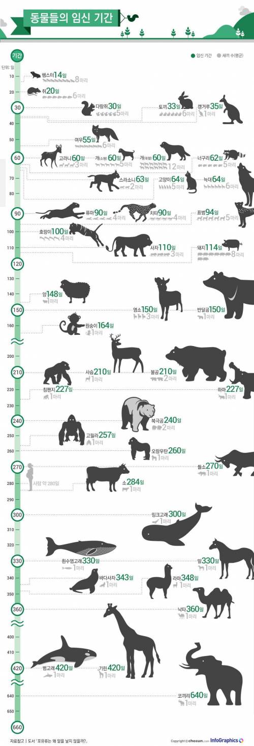 동물들의 임신 기간.jpg