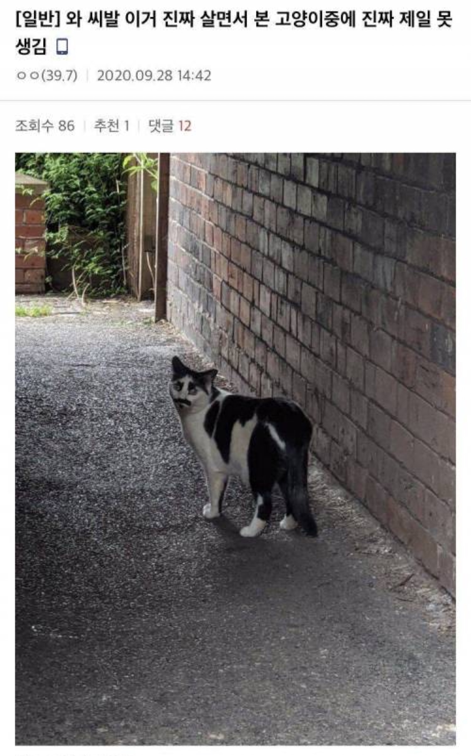 길거리에서 본 고양이.jpg