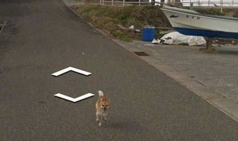 구글 지도 따라오는 강아지.jpg