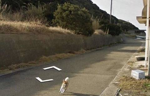구글 지도 따라오는 강아지.jpg