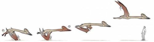 최근 과학자들이 생각하는 거대한 익룡이 나는법 추측