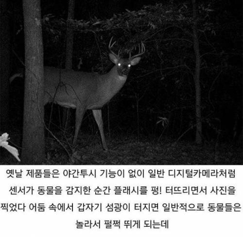 한밤중에 춤추는 사슴 사진이 찍히는 이유.jpg