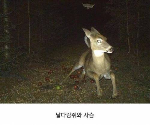 한밤중에 춤추는 사슴 사진이 찍히는 이유.jpg