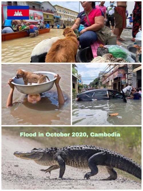 홍수로 난리난 캄보디아 근황.jpg