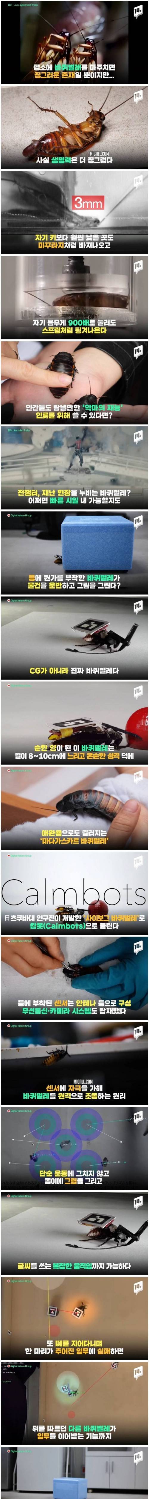 [스압] 과학자들이 탐내는 바퀴벌레의 재능.jpg