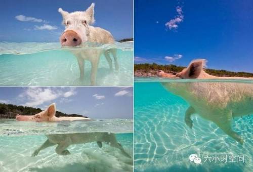 [스압] 세상에서 제일 행복한 돼지들.jpg