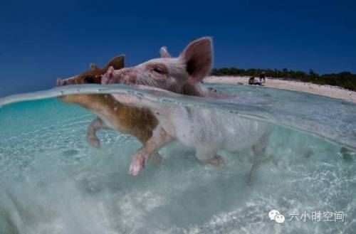 [스압] 세상에서 제일 행복한 돼지들.jpg