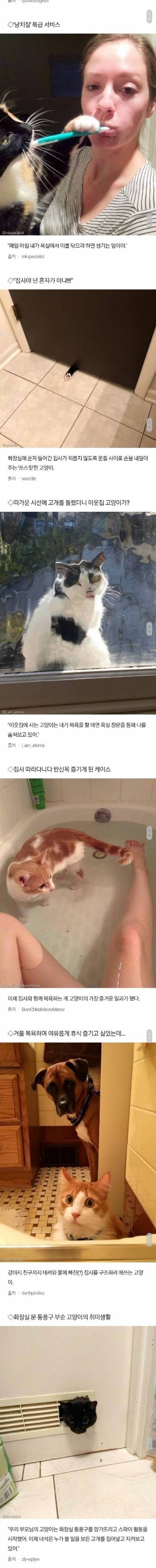 [스압] 집사 사생활 무시하고 '화장실'까지 쫓아온 고양이들 모음.jpg