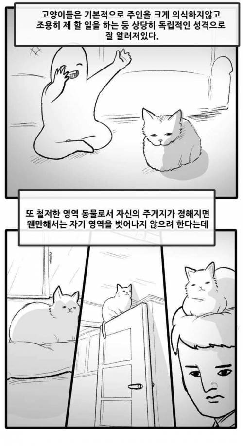 [스압] 고양이랑 산책하는 만화.jpg