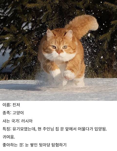 [스압] 러시아의 용맹한 고양이 진저.jpg