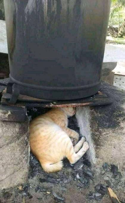 따뜻한 곳을 좋아하는 고양이.jpg