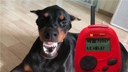 화가 많은 강아지들 번역기 후기.jpg