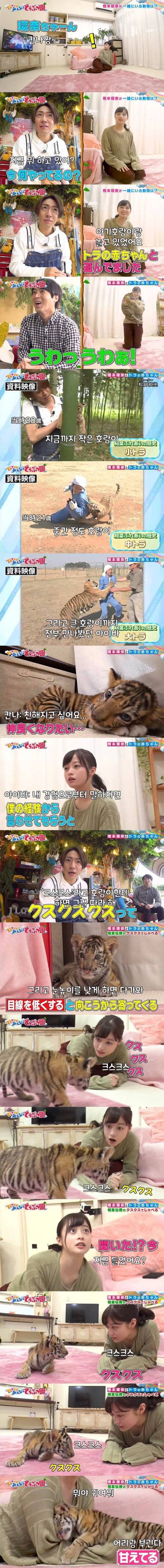 [스압] 호랑이랑 노는 일본 여배우.jpg
