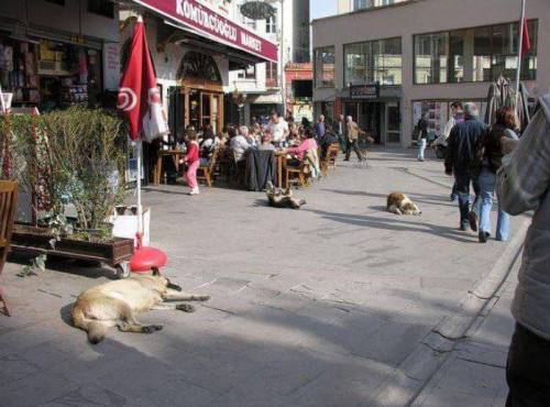 [스압] 터키사람들이 길거리 동물들한테 잘해주는 이유