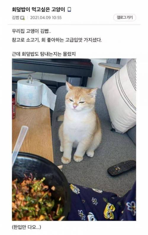 회덮밥이 먹고싶은 고양이.jpg