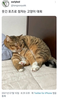 [스압]웃긴 포즈로 잠자는 고양이 대회.twt