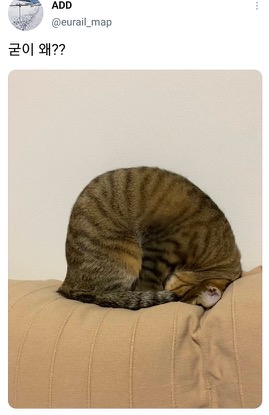 [스압]웃긴 포즈로 잠자는 고양이 대회.twt