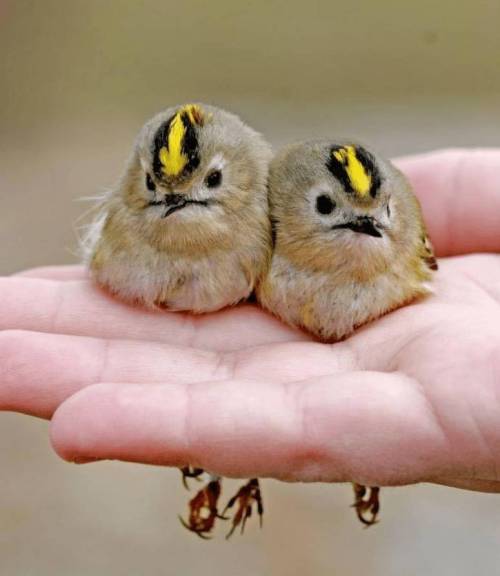 우리나라에서 볼 수 있는 가장 작은 새.jpg