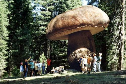 세상에서 제일 큰 버섯.jpg