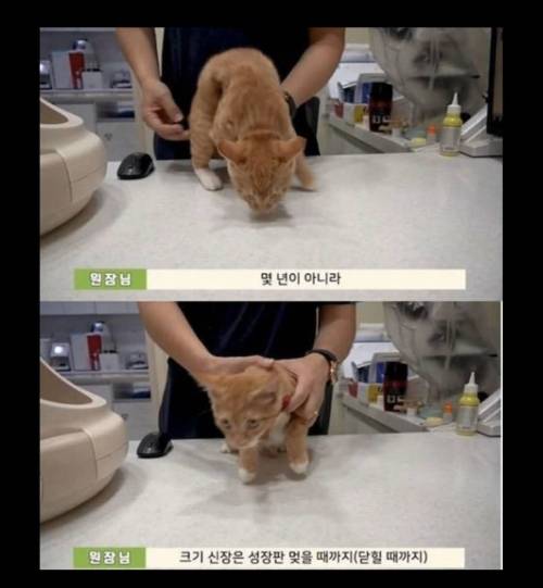 수의사가 밝힌 고양이의 성장