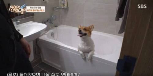 집에 올 때 마다 욕조에 있었던 강아지의 속사정.jpg