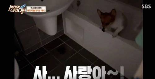 집에 올 때 마다 욕조에 있었던 강아지의 속사정.jpg