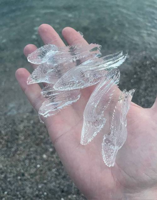 맑고 투명한 얼음조각을 닮은 고둥