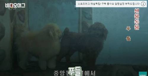 북한 동물원 수준.jpg