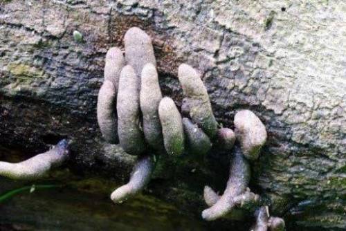 산에서 발견하면 비명각인 버섯