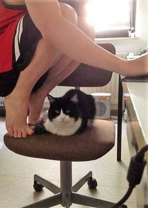 같은 의자에 고양이랑 같이 앉으면