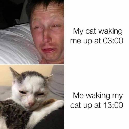 새벽3시와 오후1시, 고양이와 나