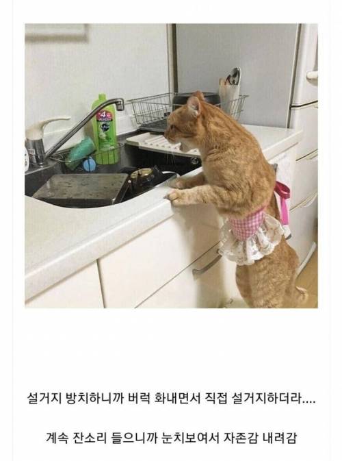 고양이 키우면 설거지 꼭 제때 해야함